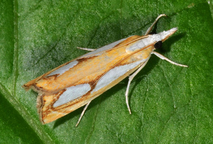 Crambidae 14 - Catoptria pinella